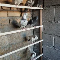گرفتنی لب استخر