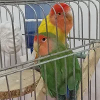 جفت مولد کوتوله