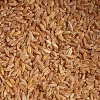 گندم دیم قرمز