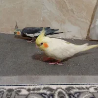 جفت عروس هلندی با بچه 2 ماهه و3عدد تخم