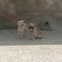 سگ توله ونر وماده فروشی هست