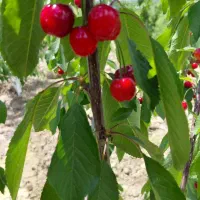 گیلاس درجه یک