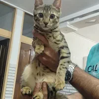واگذاری رایگان بچه گربه ماده 4 ماهه شناسنامه دار
