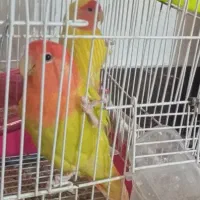طوطی برزیلی کوتوله