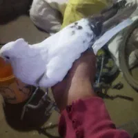 کبوتر