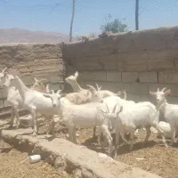 گیسه بزسانن اصل شرکتی آبستن کوهبنان