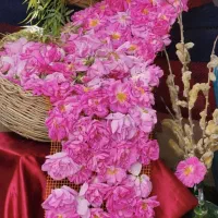 جشنواره گلاب گیری میمند جمعه 18 اردیبهشت