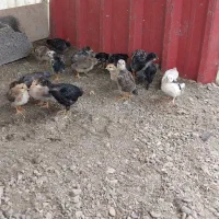 جوجه محلی نژاد دار