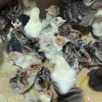 جوجه بوقلمون با ارسال ریگان