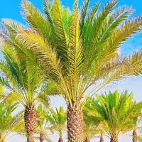 ارسال پالم نخل فقط یک دهم بدون واسطه|کلکسیون اشیاء عتیقه|نور, |دیوار
