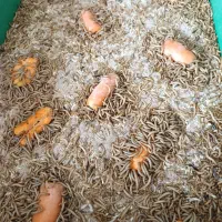 میلورم زنده