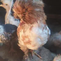 نیمچه سلطان عثمانی