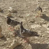 ابلغ