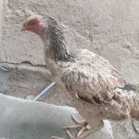 مرغ لاری