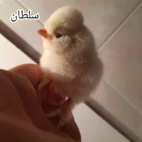 جوجه و تخم نطفه دار آرکانا، سلطان و ویاندوت