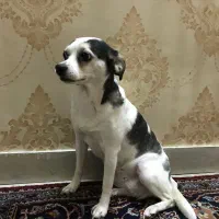 واگذاری کاملا رایگان سگ ماده شیواوا