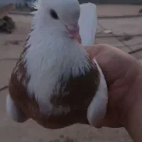 کبوتر