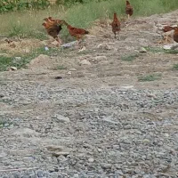 جوجه محلی