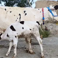 گاو سیمینتال شرابی