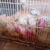 باسلام ۱۳عددجوجه رنگی و دوتاگلین دوماهه