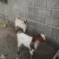 فروش سه تا گیسه