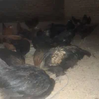 مرغ و خروس