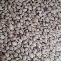 لوبیا چیتی کوشا بذری موجود است