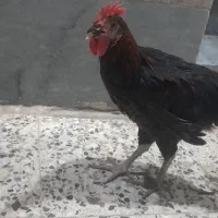 خروس اصلی
