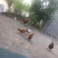 مرغ،، خروس