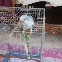 راهب خانگی رنگ خاص