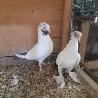 کفتر موشی خطی رواعب امپراطور طوقی کل سفید