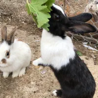 خرگوش خوشگل وزیبا وسالم دانه ای 150هزار تومان