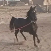 کشش اسب سیلمی
