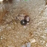 سار سرور گرگی اودی بزک مشدی