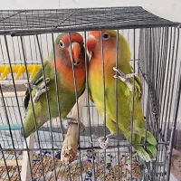 یک جفت طوطی برزیلی