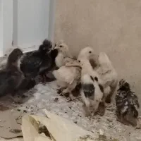 جوجه مرغ