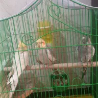 سه عدد عروس هلندی