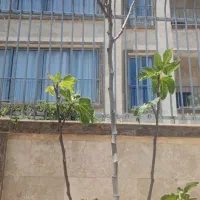 سوییت-یک-خوابه-قابل-تبدیل