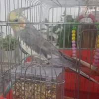 مرغ عروس همرا با قفس