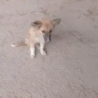 واگذاری سگ ۳ ماهه باهوش