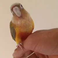 طوطی گرینچیک