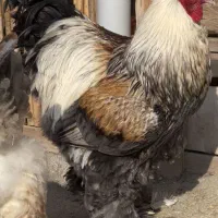 فروش جوجه‌ برهما سالمون