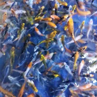 فروش ماهی کوی با کیفیت