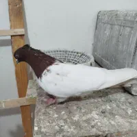 ماده کله ای سرخ