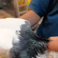 کبوتر.طوقی با جوجه