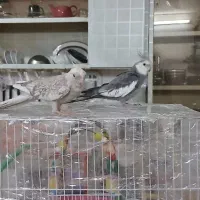 عروس هلندی جفت سخنگو مولد باقفس