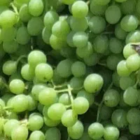 غوره ترش وآبدار