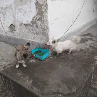 پاکوتاه  ماده