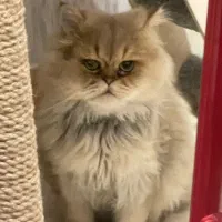 گربه بریتیش گلد لانگ هیر نر بالغ