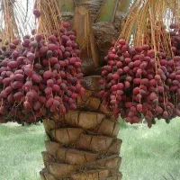 اجار کار خوشه  و خرید خرما